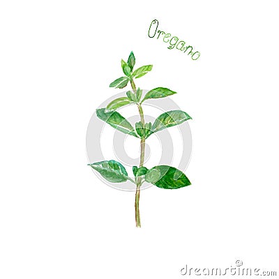 Oregano herb spice isolated on white background Cartoon Illustration