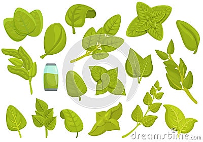 Oregano icons set cartoon vector. Aroma herb Vector Illustration