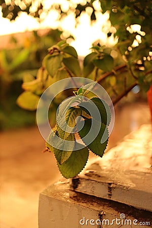 Oregano Stock Photo