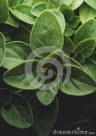 Oregano macro close up portrait on black background Stock Photo