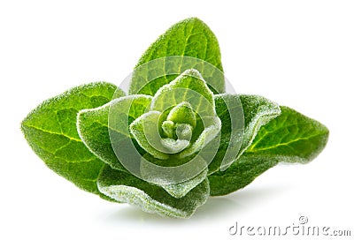 Oregano macro. Leaves on white background Stock Photo