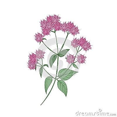 Oregano or marjoram hand drawn on white background. Botanical drawing of beautiful flowering herbaceous plant or Vector Illustration