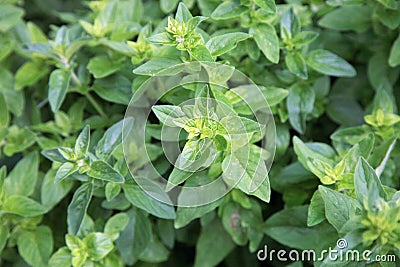 Oregano, origanum vulgare. Stock Photo