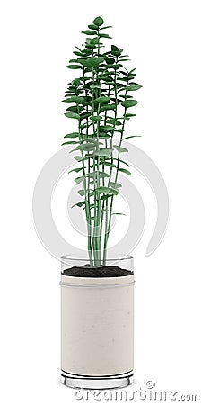 Oregano plant in pot isolated on white Stock Photo