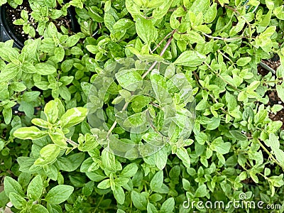 Oregano Plants Growing Stock Photo