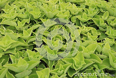 Oregano plants plecanthrus amboinicus Stock Photo