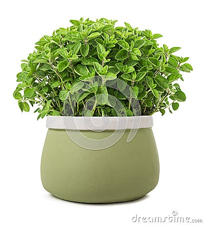 Oregano plants in vase Stock Photo