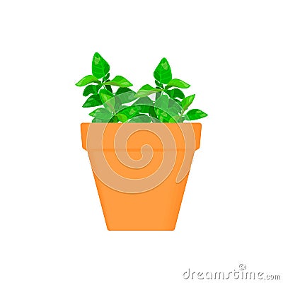 Oregano vector culinary herb in terracotta pot. Stock Photo