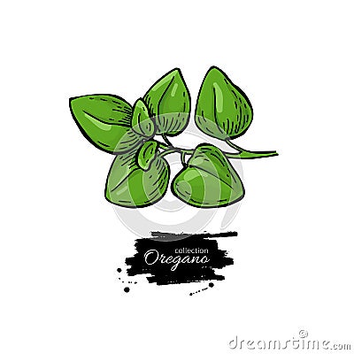 Oregano vector drawing. Isolated Herb plant branch with leaves. Vector Illustration