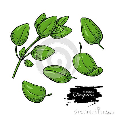 Oregano vector drawing. Isolated Herb plant branch with leaves. Vector Illustration
