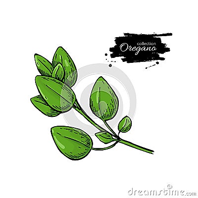 Oregano vector drawing. Isolated Herb plant branch with leaves. Vector Illustration