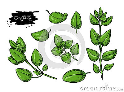 Oregano vector drawing. Isolated Herb plant branch with leaves. Vector Illustration