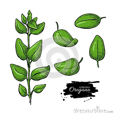 Oregano vector drawing. Isolated Herb plant branch with leaves. Vector Illustration