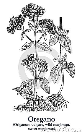 Oregano. Vector hand drawn plant. Vintage medicinal plant sketch. Vector Illustration