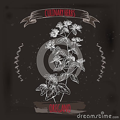 Oregano vector hand drawn sketch on black grunge background. Vector Illustration