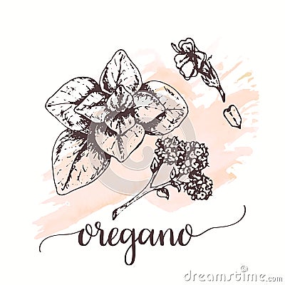 Oregano Vector illustration for tags, cards, packaging, promo for restaurant, pizzeria menu Italian cuisine spice Vector Illustration