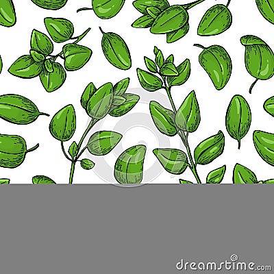 Oregano vector seamless pattern. Isolated Herb plant branch with Vector Illustration