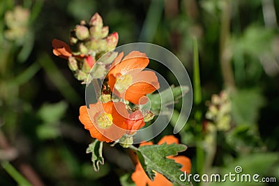 Oregon Checker Mallow flowers in Idaho Stock Photo