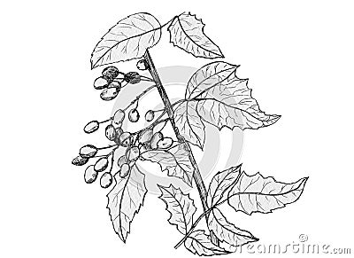 Oregon grape hand drawn pencil illustration. Mahonia aquifolium for amazing design on white isolated background Cartoon Illustration