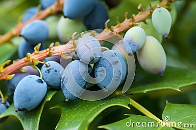 Oregon grape leaves and fruit Stock Photo