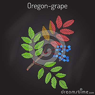 Oregon grape Mahonia aquifolium Vector Illustration