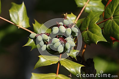 Oregon Grape Mahonia Aquifolium Stock Photo