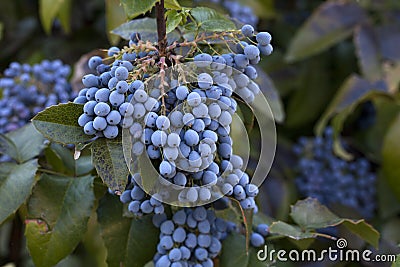 Oregon grapes Stock Photo