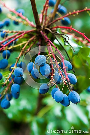 Oregon Grapes Stock Photo