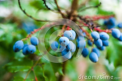 Oregon Grapes Stock Photo