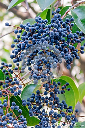 Oregon Grapes and Greens Stock Photo