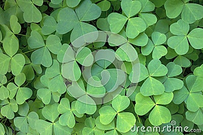 Oregon Wood Sorrel Stock Photo