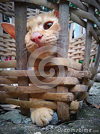This Oren cat is too cute and adorable at his level of behavior Stock Photo