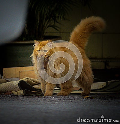 Oren cat walking on the street Stock Photo