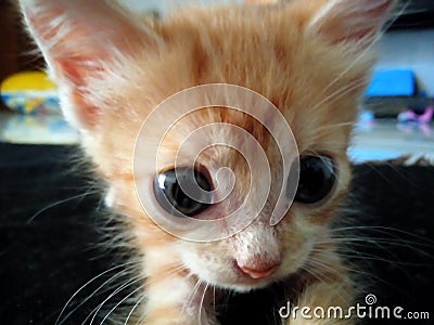 Oren kitten with big eyes Stock Photo