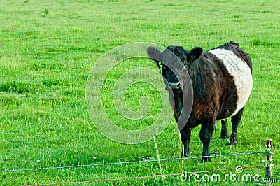 Oreo Cow in Green Pasture Stock Photo
