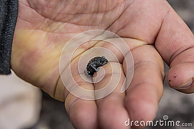 Oreophrynella quelchii, commonly known as the Roraima black frog or Roraima bush toad, is a species of toad in the family Stock Photo