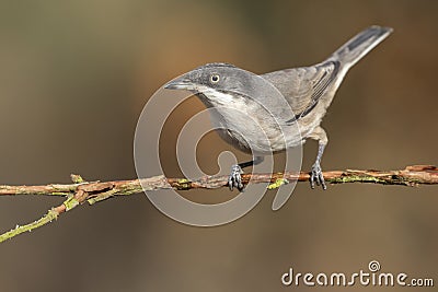 Orfea`s Warbler Sylvia hortensis posing on its perch Stock Photo