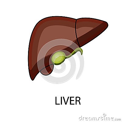 Liver function for the body is very important, ranging from destroying toxins in the blood to helping the digestive process Vector Illustration