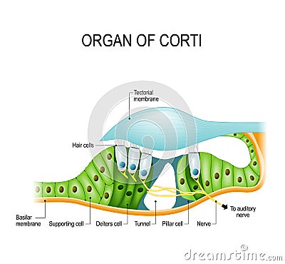 The organ of Corti in a cross-section Vector Illustration