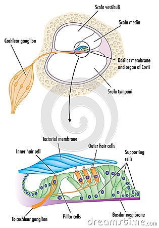 Organ of Corti in the ear Vector Illustration