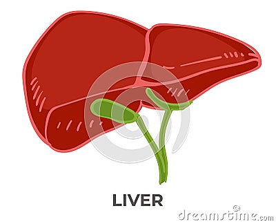 Liver organ of human body, detoxification health Vector Illustration
