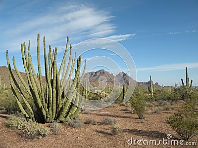 Organ pipe cactus Stock Photo