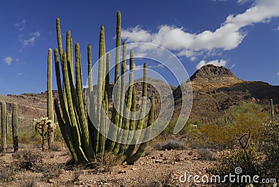 Organ Pipe Cactus Stock Photo