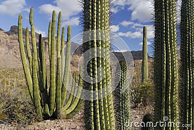 Organ Pipe Cactus Stock Photo