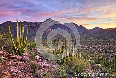 Organ Pipe Cactus Stock Photo