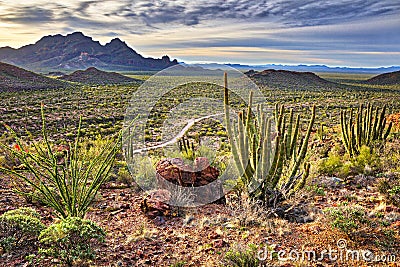 Organ Pipe Cactus Stock Photo