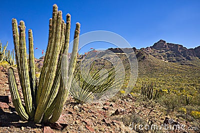 Organ Pipe Cactus NP Stock Photo