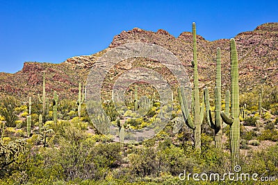 Organ Pipe Cactus NP Stock Photo