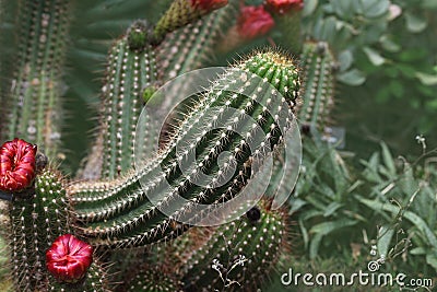 Organ-pipe Cactus Stock Photo