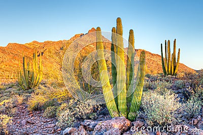 Organ Pipe Cactus Stock Photo